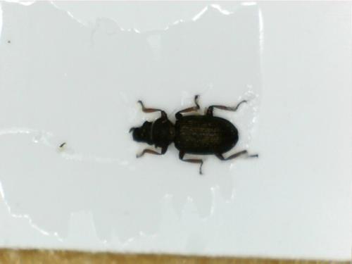 Ochthebius lejolisii